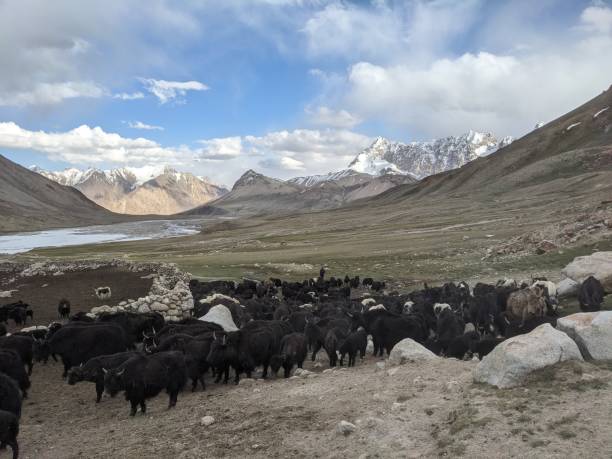 istock Beautiful Yaks in the Pamir Mountains. 2166496119