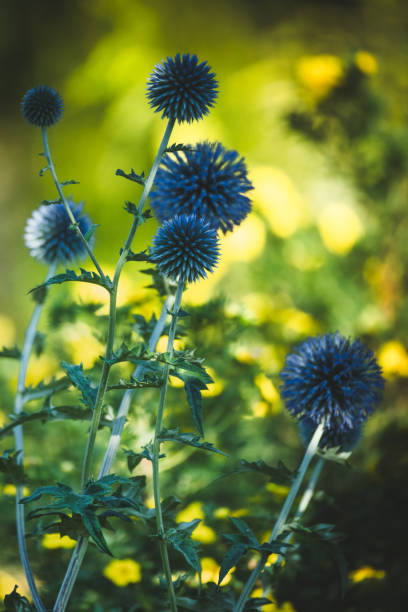 istock Garden summer theme - Globe thistle Echinops ritro amazing blue flowers Floral Pattern for Nature-Themed Decoration, Vibrant blue balls for Garden-Inspired Wallpaper or Desktop Background 2166496214