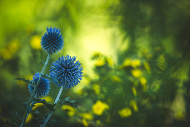 istock Garden summer theme - Globe thistle Echinops ritro amazing blue flowers Floral Pattern for Nature-Themed Decoration, Vibrant blue balls for Garden-Inspired Wallpaper or Desktop Background 2166496246