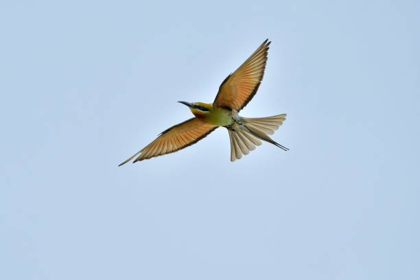 istock A blue tailed green bee eater bird flying 2166496575