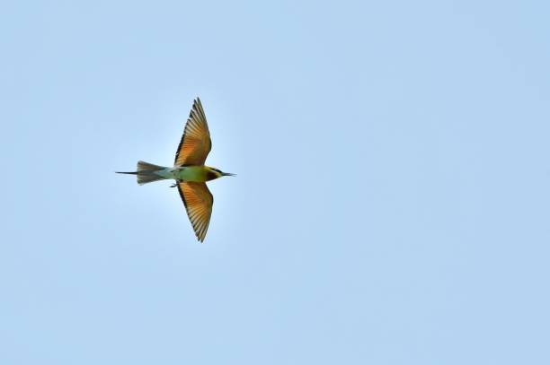 istock A blue tailed green bee eater bird flying 2166496597