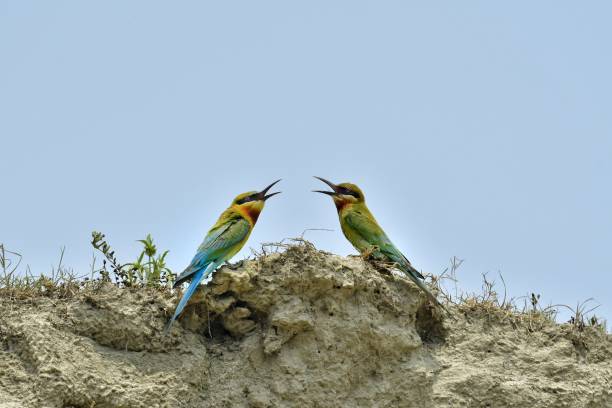 istock Couple blue tailed green bee eater bird sitting together 2166496831