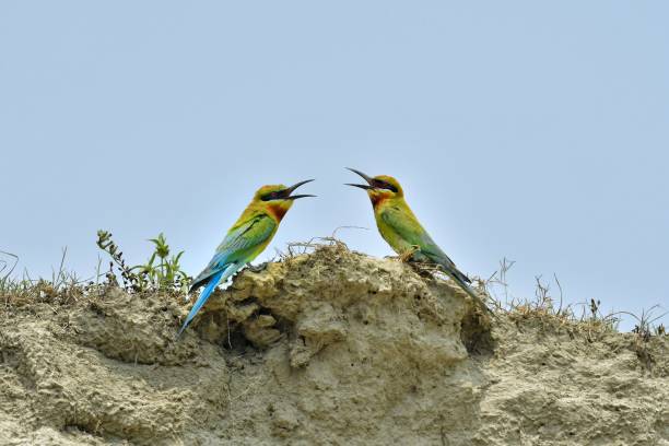 istock Couple blue tailed green bee eater bird sitting together 2166496890