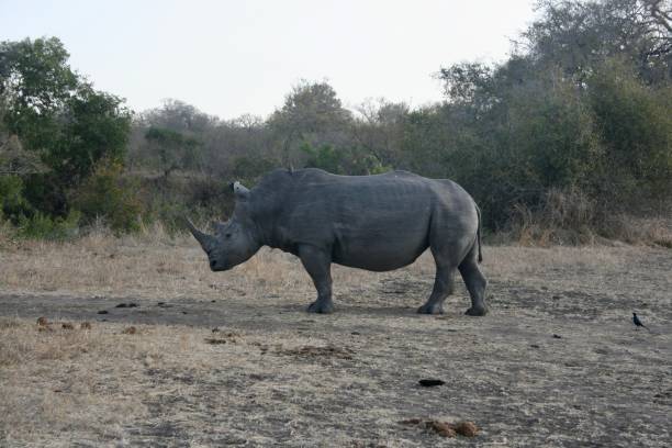 istock Rhinoceros on African savanna 2166498059