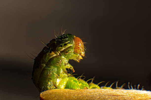 Green caterpillar with lots of spines