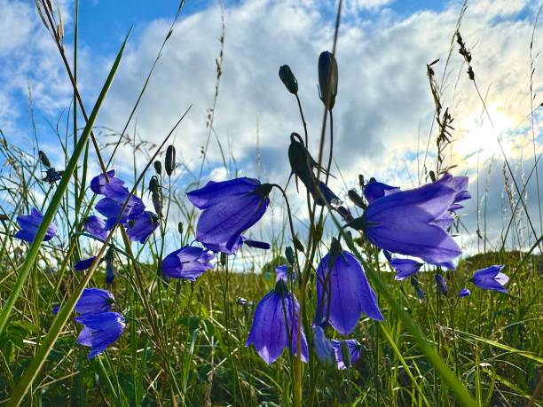 Wild Harebells in bloom against cloudscape in Northumberland