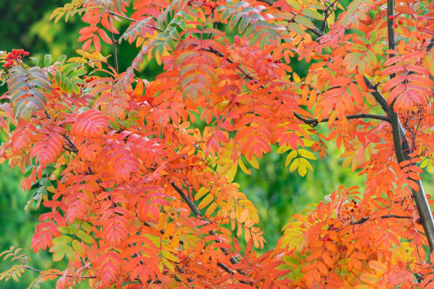 istock Rowan berry leaves on the branches in the park. 2166499448