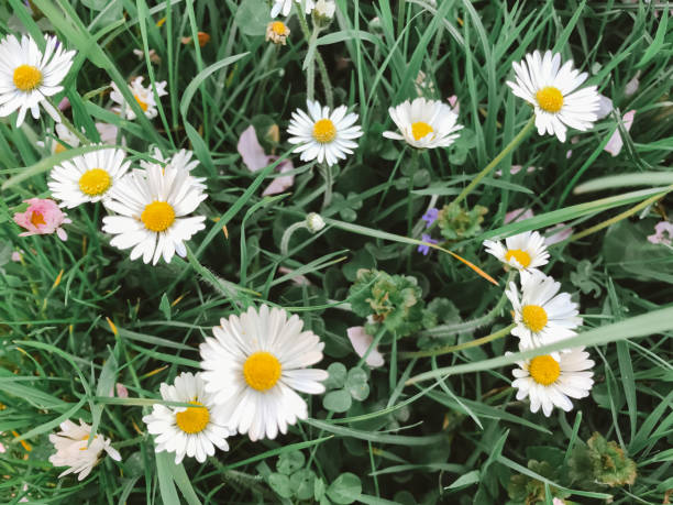 daisies are on grass low point of view horizontal landscape still