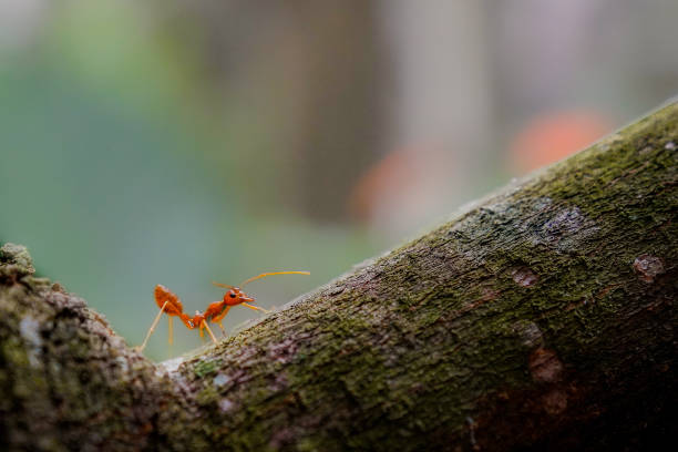 istock Red ants at the intersection of tree trunks 2166500224