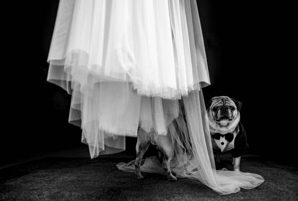 dogs under a wedding dress