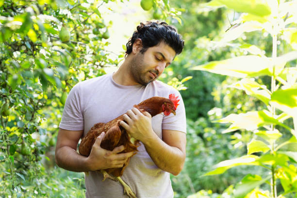 istock man holdinh one of his chicken 2166502283