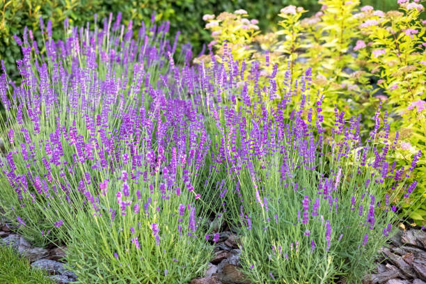 istock Lavender in the garden 2166502437
