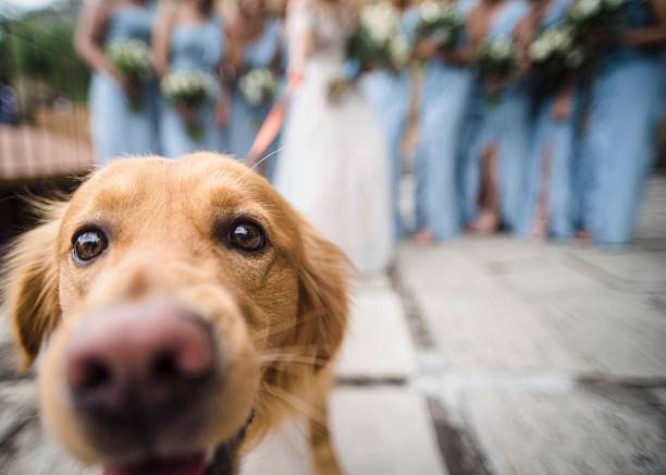 istock dog on a wedding day 2166502536