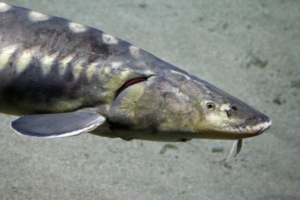 istock Adriatic sturgeon Acipenser naccarii 2166503130