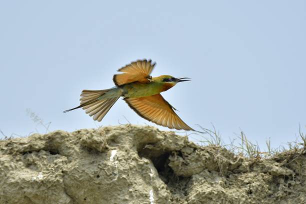 istock A blue tailed green bee eater bird flying 2166503591