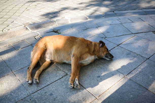 The ''Bill Amending the Animal Protection Law,'' which includes regulations concerning street animals and has caused public outcry, was approved and enacted by the Turkish Grand National Assembly. According to the new law, street dogs will be collected and placed in shelters where they will be kept for a period to be adopted. Dogs that are not adopted within this period will be euthanized.