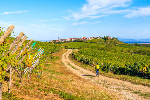 Young woman cycling on road along vineyards from Riquewihr to Hunawihr village, Alsace Wine Route, France stock photo
