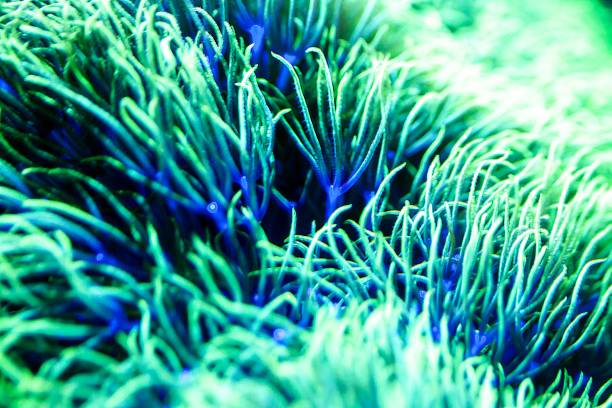 istock Polyps of the soft coral Pachyclavularia viridis 2166509233
