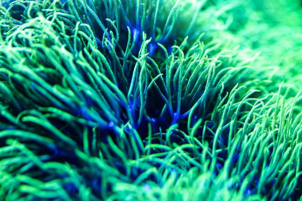 istock Polyps of the soft coral Pachyclavularia viridis 2166509305