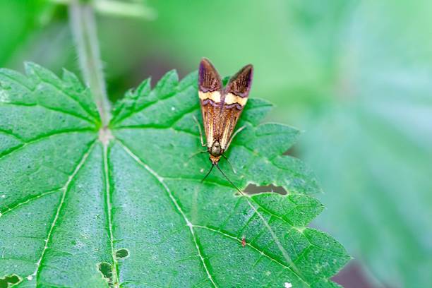 Yellow-barred long-horn, Nemophora degeerella, on a plant.