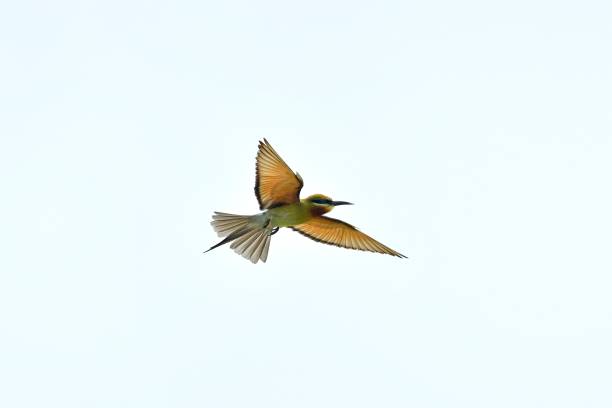 istock A blue tailed green bee eater bird flying 2166509484