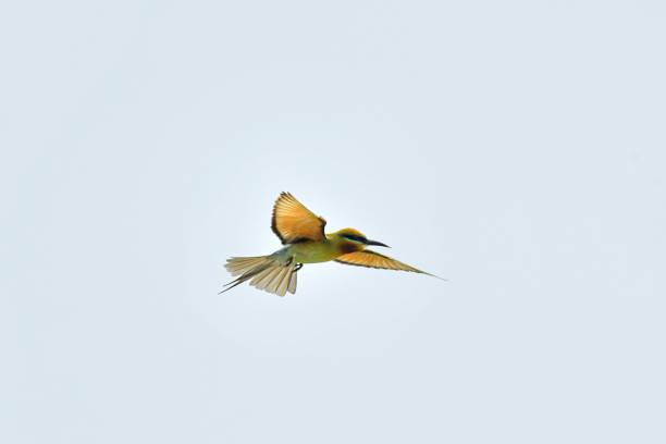 istock A blue tailed green bee eater bird flying 2166509485