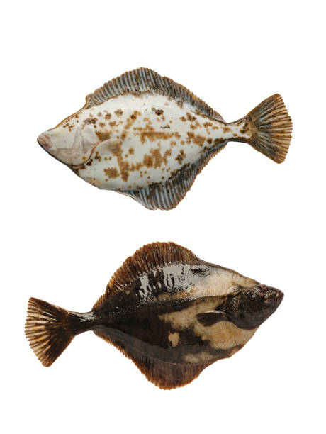 istock turbot right side isolated on white background 2166511287