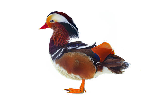 istock male mandarin duck isolated on white background. 2166511342