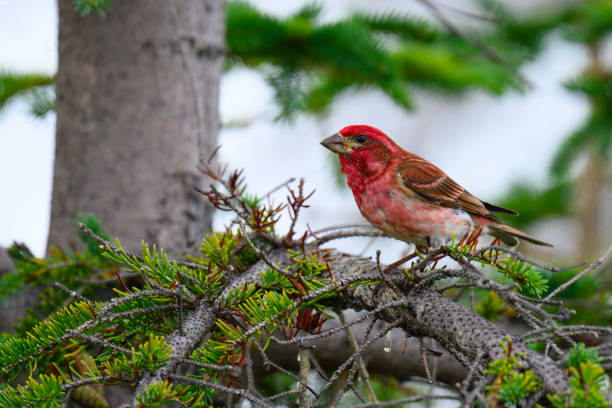 Purple Finch, haemorhous purpureus, in its natural habitat. Full breeding plumage.