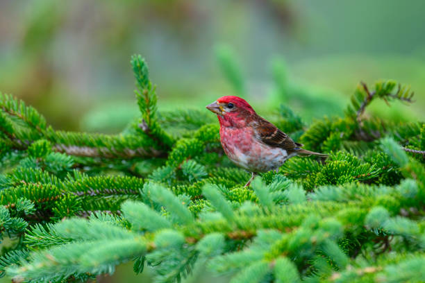 Purple Finch, haemorhous purpureus, in its natural habitat. Full breeding plumage.