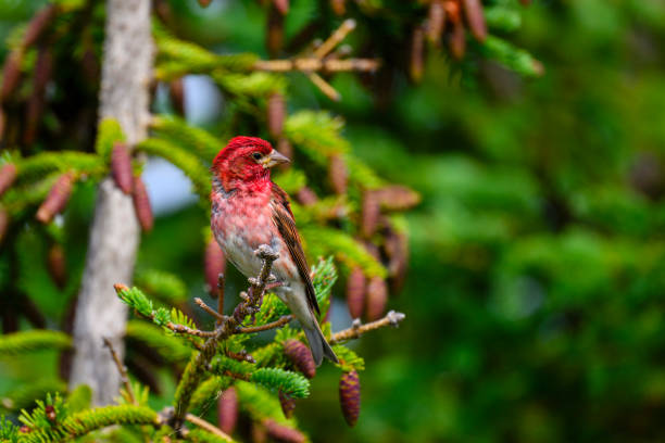 Purple Finch, haemorhous purpureus, in its natural habitat. Full breeding plumage.