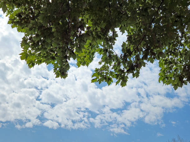 Canopy of green maple leaves contrasting with white clouds in blue sky