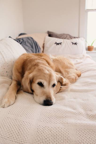 istock A dog on the bed 2166516546