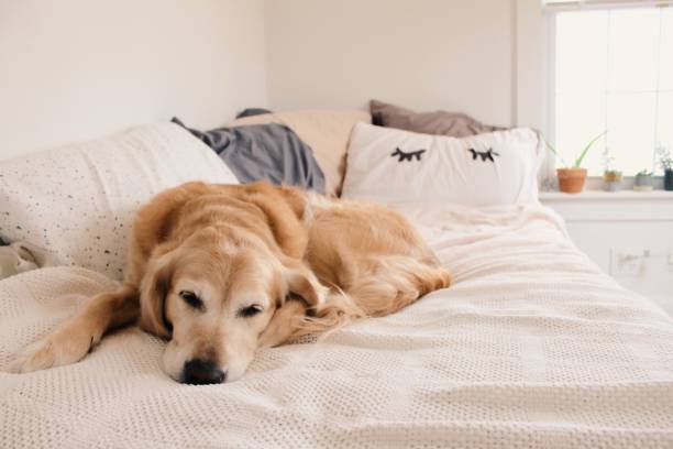 istock A dog on the bed 2166516562