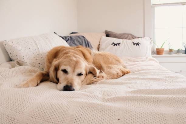 istock A dog on the bed 2166516649