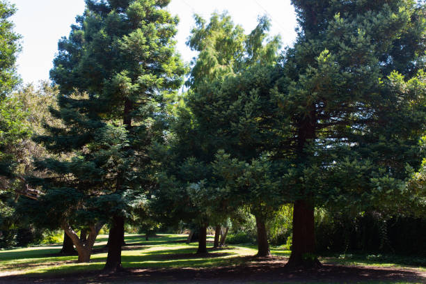 istock Manning Park Montecito California 2166517743