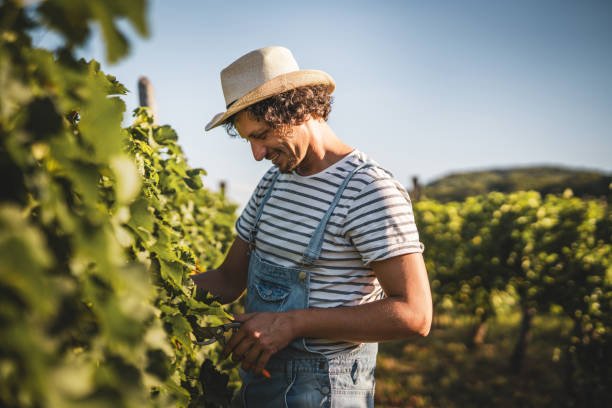 istock adult man farmer work and pruning grape in the vineyard 2166518784