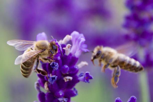 istock A bee in mid-flight approaching a blooming lavender blossom 2166519807