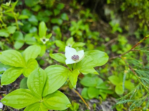 istock Western Bunchberry flower 2166522190