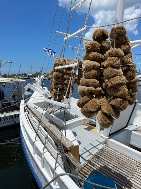 Natural sponges hanging from the ships Tarpon Springs, FL, USA May 2 Organic sponges are hung to dry after being harvested from the sea along the Sponge docks of Tarpon Springs, Florida sponge bath sponge nature animal stock pictures, royalty-free photos & images
