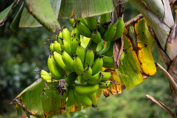 istock A Bright Green Banana Bunch hangs on a tree in the Philippines 2166522866