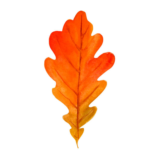 istock Tree yellow orange and red oak fall leaves. Autumn foliage watercolor realistic botanical illustration, for prints, invitations, cards Thanksgiving, Halloween, harvest festival, farmer's market. 2166523015
