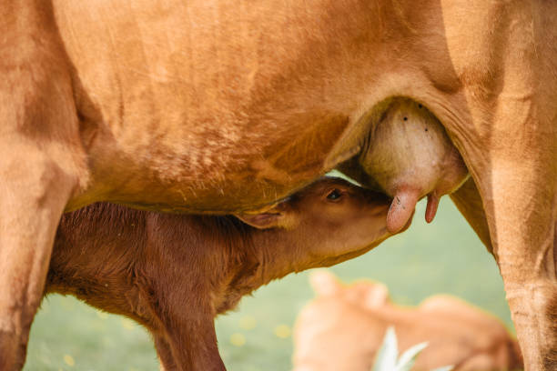 Momma Cow and Calf Sharing a Nuzzle at Sunset