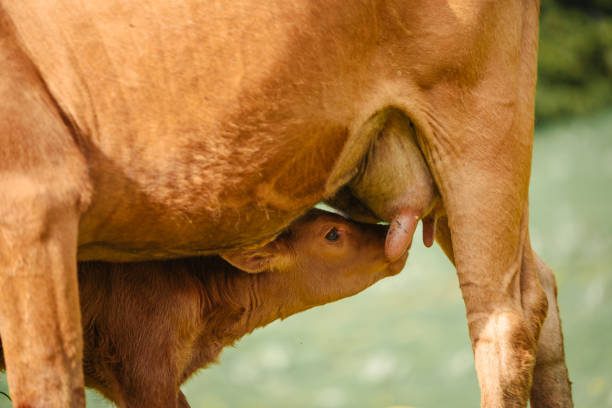 A cow stands in a lush green pasture, with its udder clearly visible as the sun sets in the background. This illustrates dairy farming and livestock management in a natural setting.