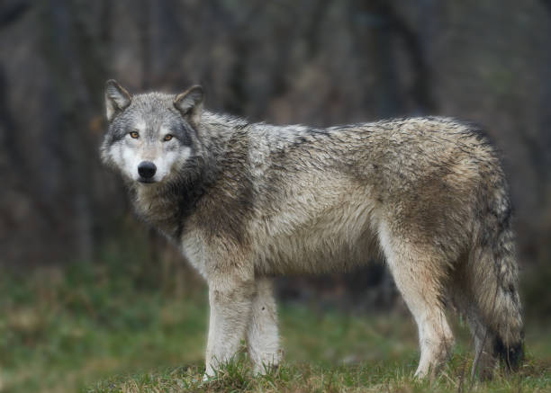 istock Wet fur rain Gray Wolf (Canis lupus) Grey wolf in the forest 2166524946