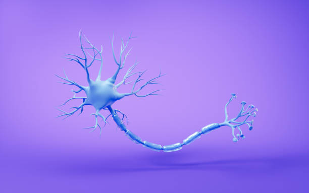 Biology nerve cell with biomedicine concept, 3d rendering. 3D illustration.