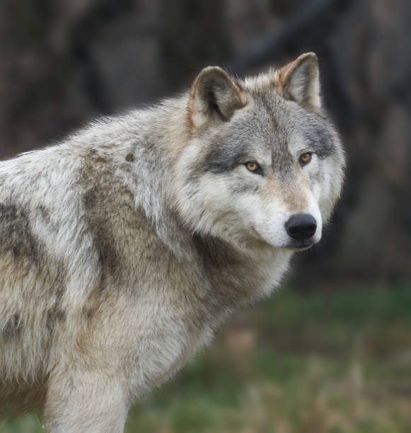 istock Close up profile of a Gray Wolf (Canis lupus) Grey wolf in the forest 2166526176