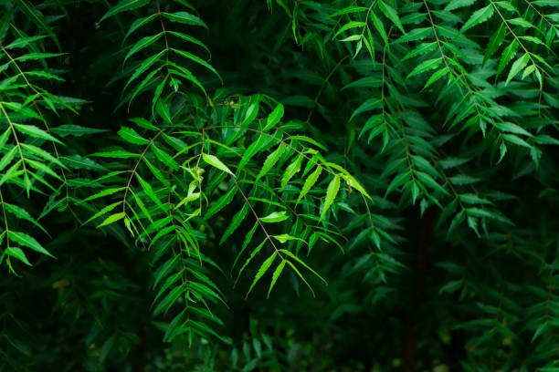 istock NEEM A leaf of a Neem tree at Bangladesh 2166527991