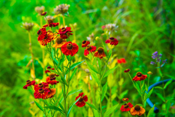 istock Bright red helenium flowers on a semi-blurred background. 2166530416