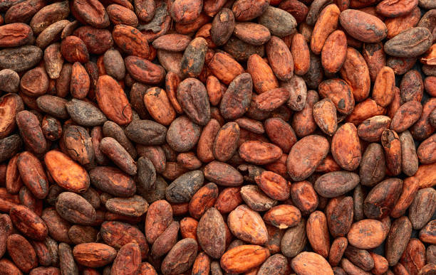 istock Cocoa beans grain texture . Ingredient for preparating chocolate 2166531157